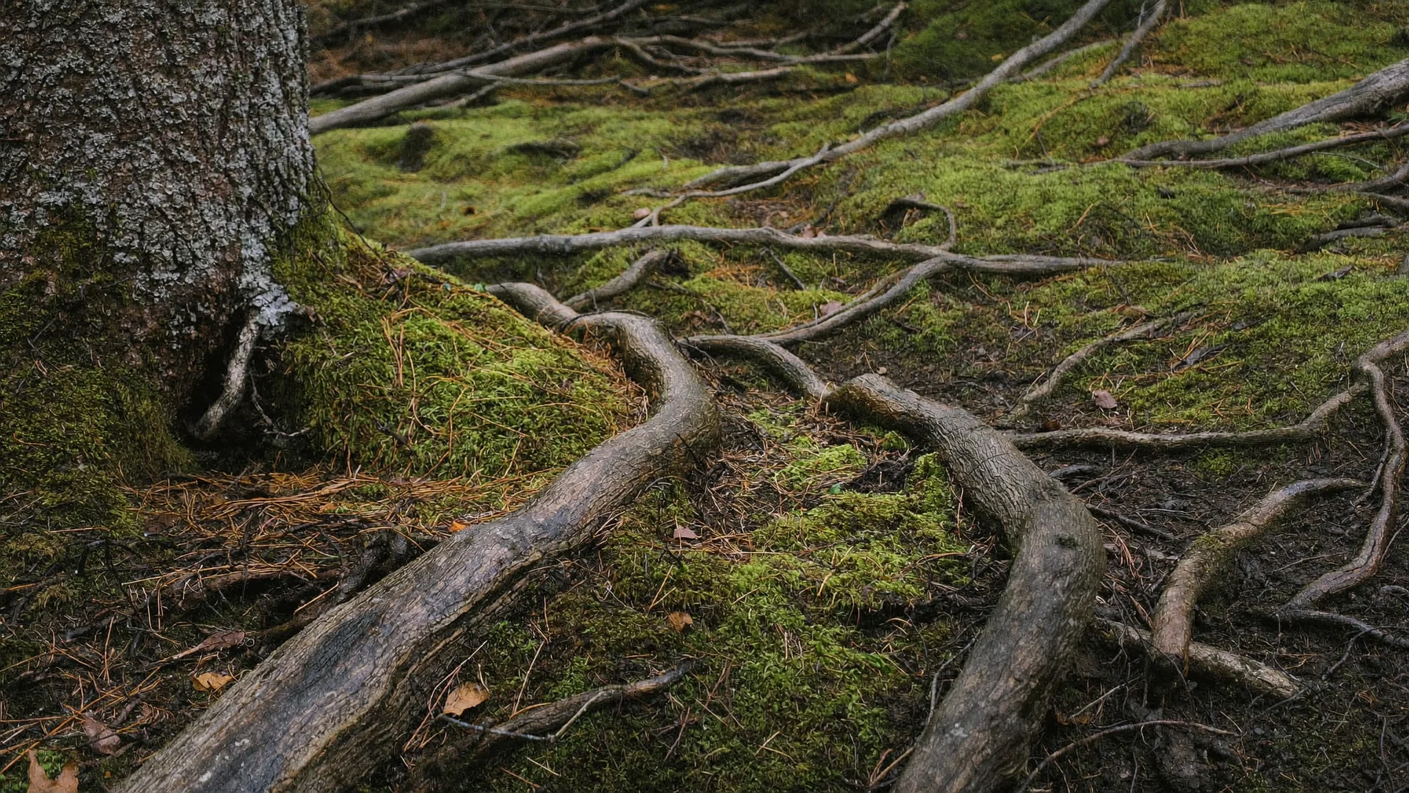 Waldboden mit Wurzeln, Moos und Fichtennadeln am Fuß eines Baumes.